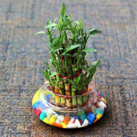 Incorporating lucky bamboo into your décor