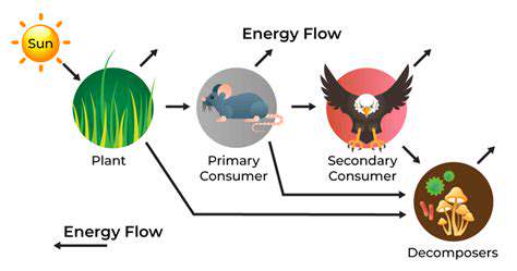 CultivatingaPositiveEnergyEcosystem