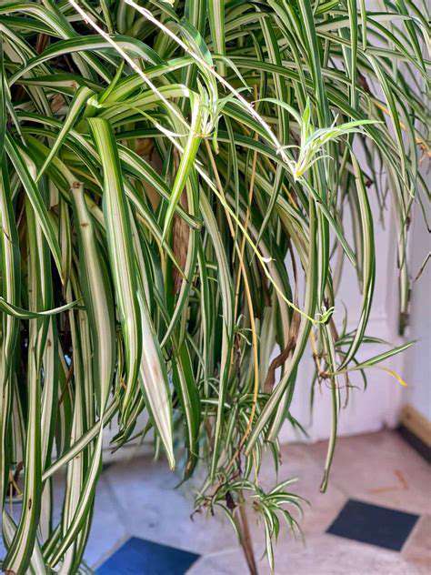 The Best Feng Shui Plants for Indoor Spaces