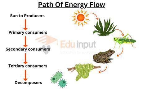 CreatingaBalancedEnergyFlow