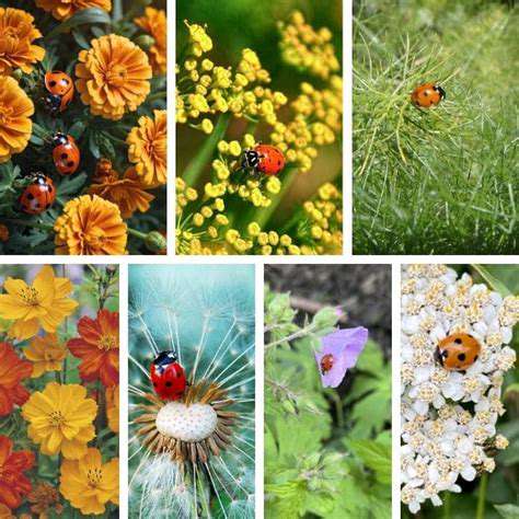EncouragingLadybug-FriendlyPlants