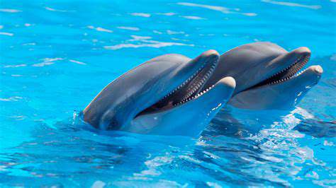 Feng Shui for Dolphins: Playfulness and Intelligence
